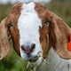 Image for article titled Police Hold Goat On Suspicion Of Robbery • Caylee Anthony's Grandfather: Suicidal?